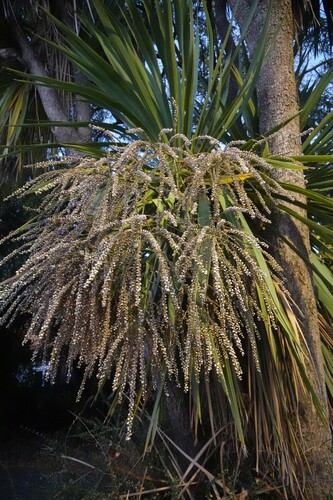 Cabbage tree (Cordyline australis)