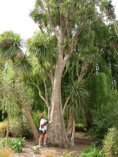 Cabbage tree (Cordyline australis)