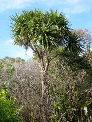 Cabbage tree (Cordyline australis)