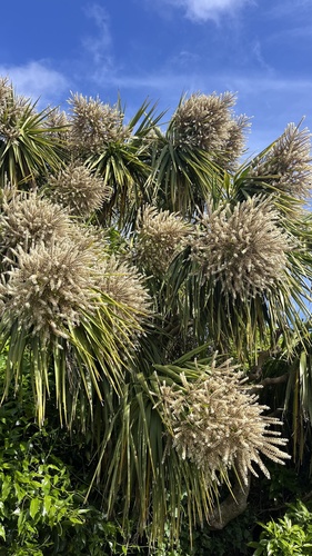 Cabbage tree (Cordyline australis)