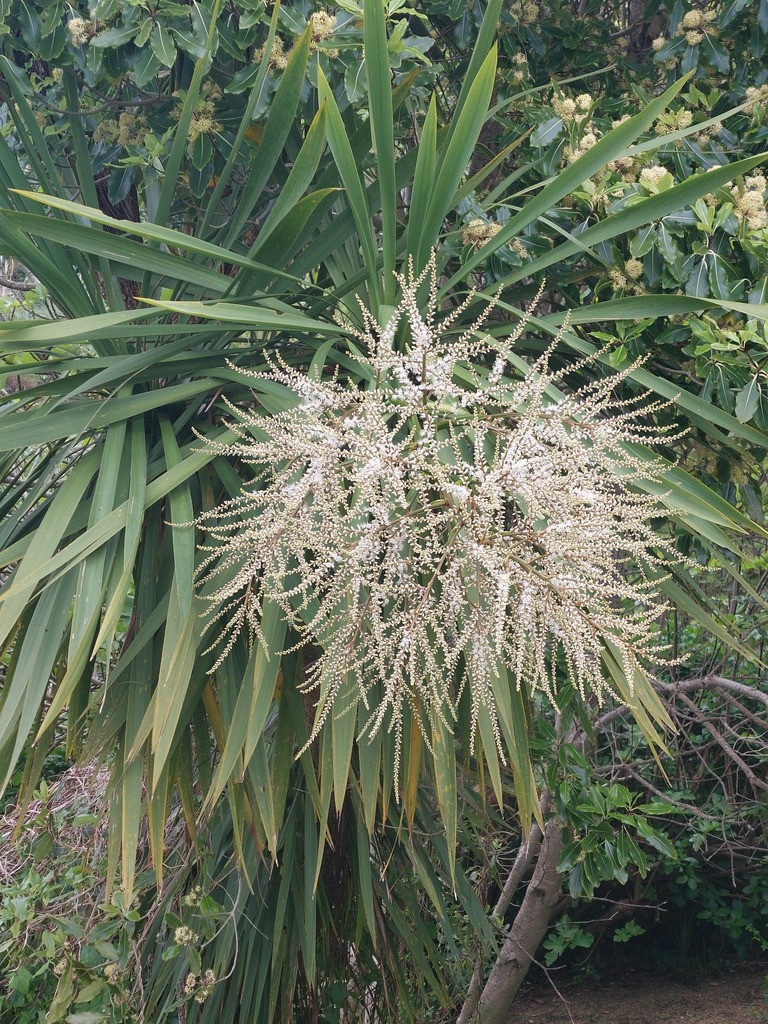 Cabbage tree (Cordyline australis)