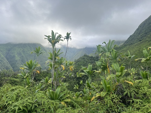 Tiplant (Cordyline fruticosa)