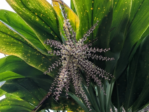 Tiplant (Cordyline fruticosa)