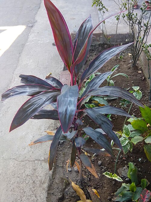 Tiplant: Cordyline fruticosa