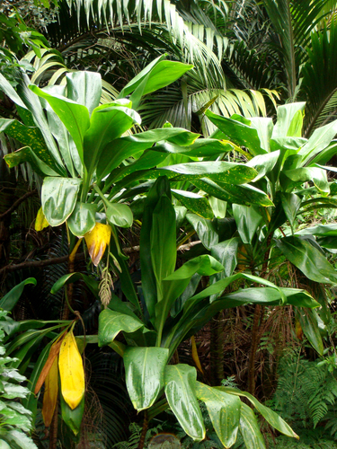 Tiplant (Cordyline fruticosa)