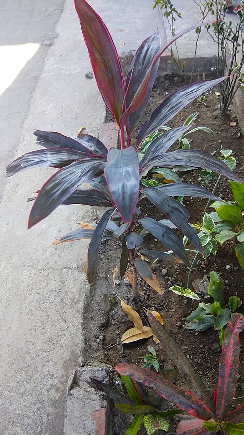 Tiplant: Cordyline fruticosa