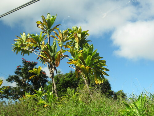 Tiplant (Cordyline fruticosa)