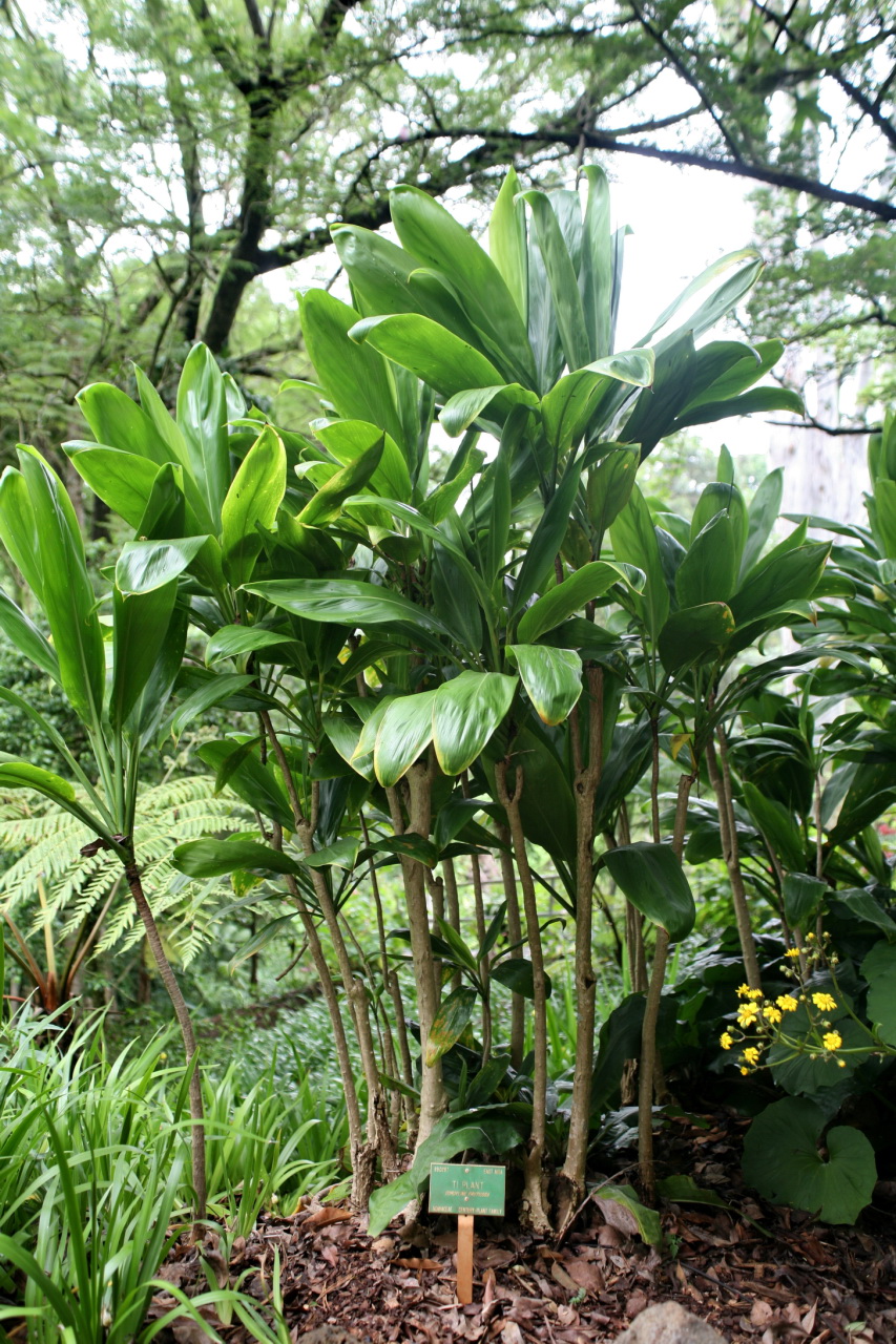 Tiplant: Cordyline fruticosa (Ti plant, also known as the good luck plant), is an evergreen flowering plant in the family Liliaceae, formerly treated in the families Aga