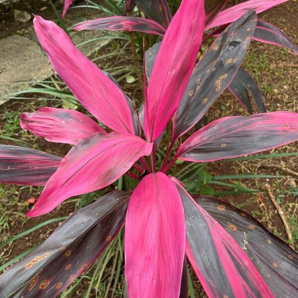 Tiplant (Cordyline fruticosa)