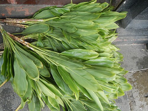 Tiplant: Cordyline fruticosa Poblacion, Baliuag, Bulacan Category:Sitios and puroks of the Philippines Subdivisions of the Philippines Barangay Poblacion 14°57'17"N 120°