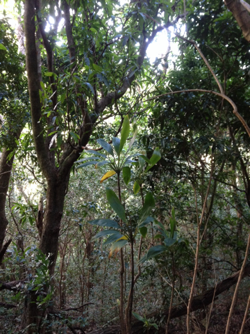 Tiplant (Cordyline fruticosa)