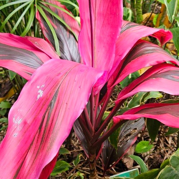 Tiplant (Cordyline fruticosa)