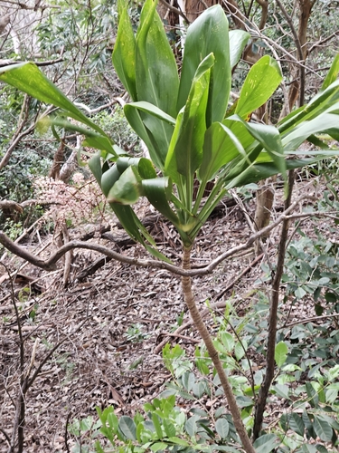 Tiplant (Cordyline fruticosa)