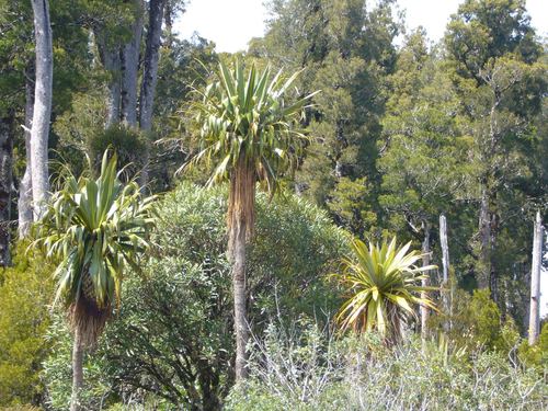 Cordyline indivisa (Cordyline indivisa)
