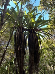 Cordyline indivisa (Cordyline indivisa)