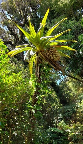 Cordyline indivisa (Cordyline indivisa)