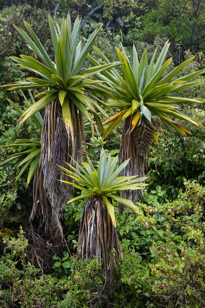 Cordyline indivisa (Cordyline indivisa)
