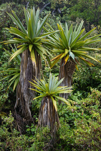 Cordyline indivisa (Cordyline indivisa)