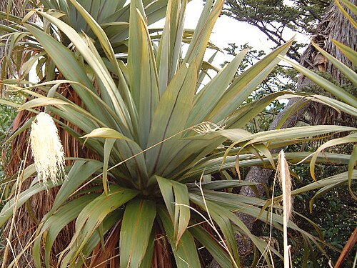 Cordyline indivisa: Cordyline indivisa on Mt. Ruapehu, June 2002