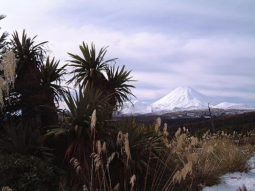 Cordyline indivisa: Cordyline indivisa on Mt. Ruapehu, June 2002