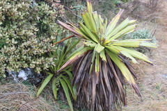 Cordyline indivisa (Cordyline indivisa)