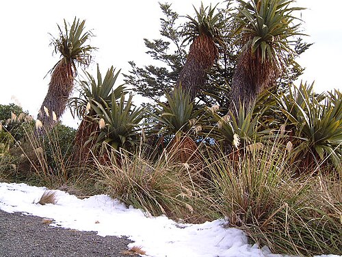 Cordyline indivisa: Cordyline indivisa on Mt. Ruapehu, June 2002