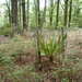 Cordyline indivisa (Cordyline indivisa)