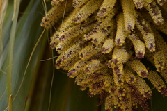 Cordyline indivisa (Cordyline indivisa)