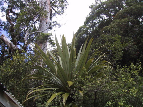 Cordyline indivisa (Cordyline indivisa)