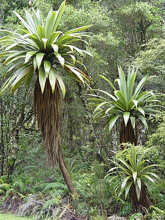 Cordyline indivisa: Cordyline indivisa along the southern approach to Mt. Ruapehu, North Island, New Zealand.
