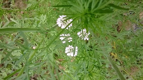 Coriander: Coriandrum sativum flower during January.