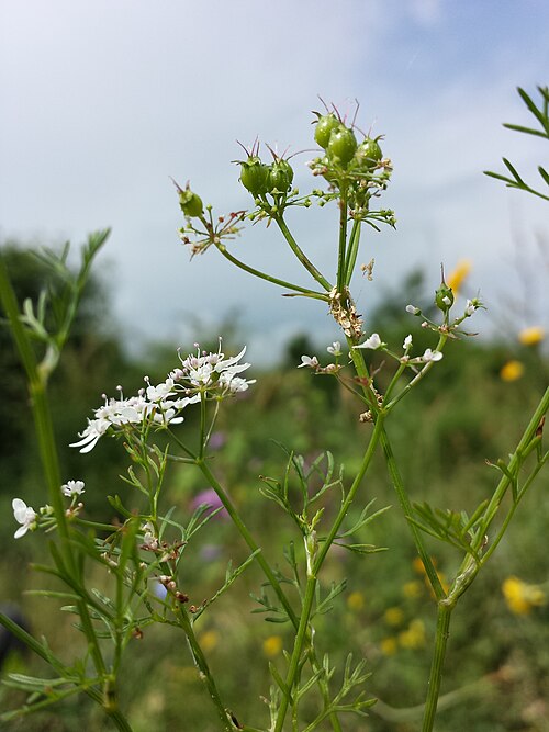 Coriander: Habitus Taxonym: Coriandrum sativum ss Fischer et al. EfÖLS 2008 ISBN 978-3-85474-187-9 Location: Waschberg near Leitzersdorf, district Korneuburg, Lower Austri
