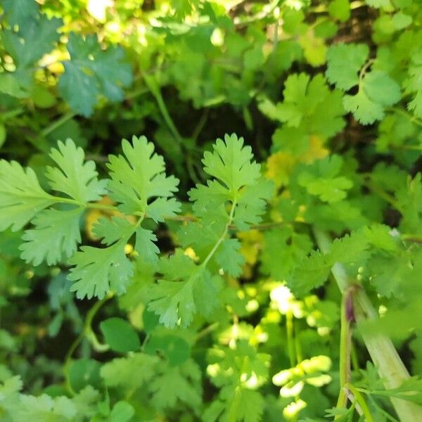 Coriander (Coriandrum sativum)