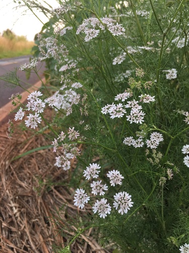Coriander (Coriandrum sativum)