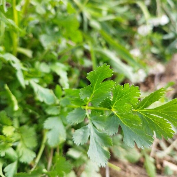 Coriander (Coriandrum sativum)