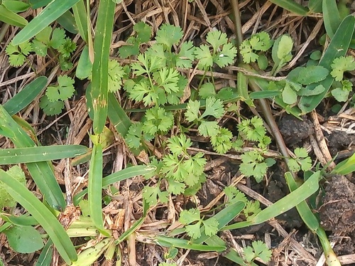 Coriander (Coriandrum sativum)