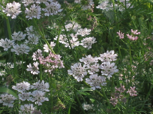 Coriander (Coriandrum sativum)