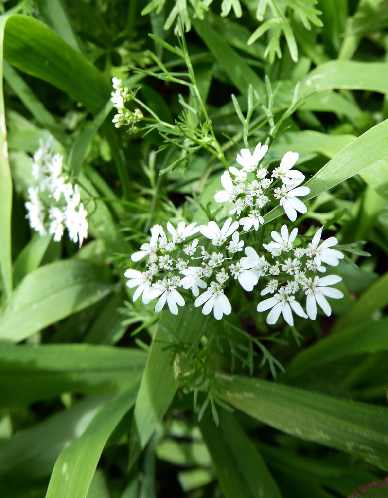 Coriander (Coriandrum sativum)