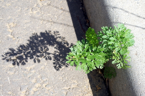 Coriander (Coriandrum sativum)