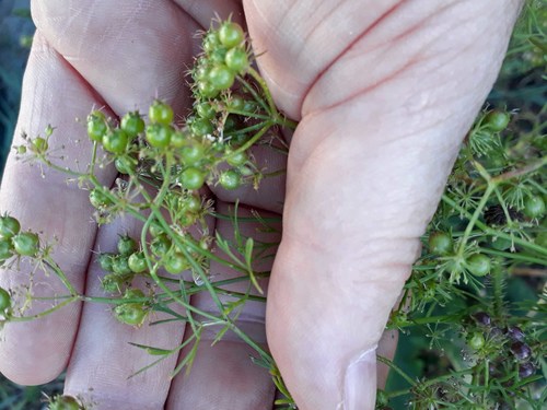 Coriander (Coriandrum sativum)
