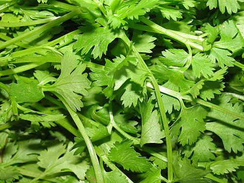 Coriander: A scene of Coriander (Coriandrum sativum) leaves