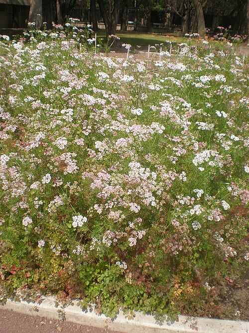 Coriander: Jardín Botánico del Bosque de Chapultepec, México D.F.