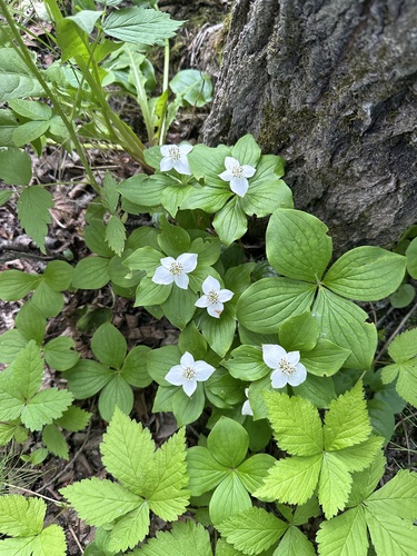 Canadian bunchberry (Cornus canadensis)