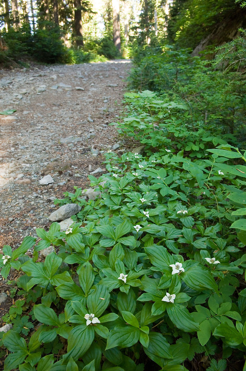 Canadian bunchberry: Canadian Dogwood growing next to the trail up to Elfin Lakes.