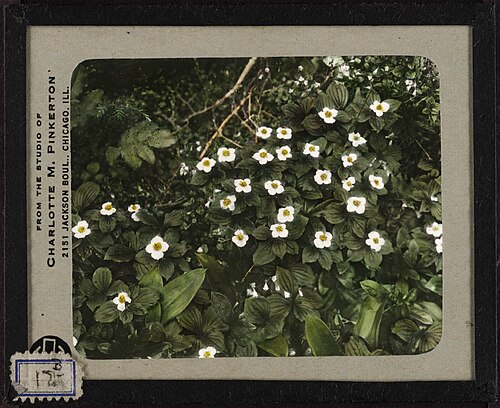 Canadian bunchberry: Author/Creator: McClintock, Walter, 1870-1949. Blazer, Charlotte Pinkerton. Date: undated Part of: Walter McClintock papers, 1874-1946. Physical Description: 1