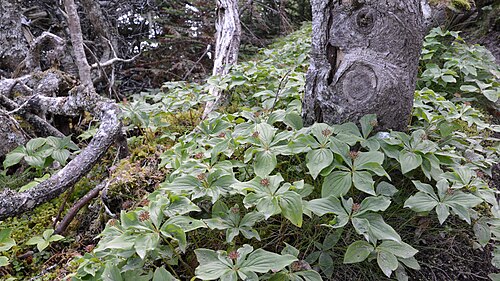 Canadian bunchberry: Bunchberry ( Cornus canadensis ) in Port Rexton, Newfoundland and Labrador, Canada.