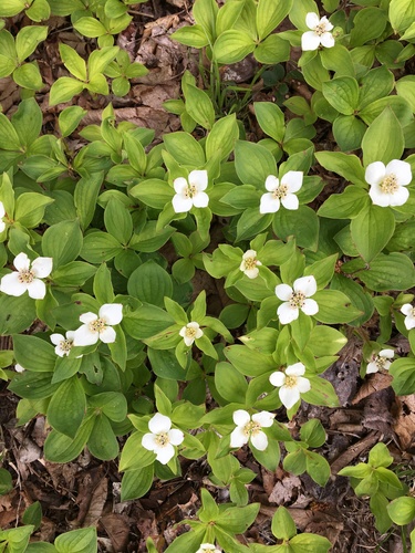 Canadian bunchberry (Cornus canadensis)
