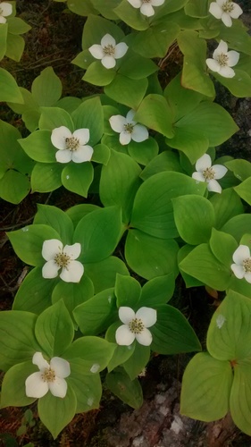 Canadian bunchberry (Cornus canadensis)