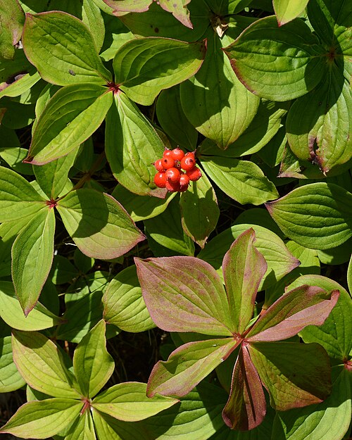 Canadian bunchberry: Bunchberry ( Cornus canadensis ) in Port Rexton, Newfoundland and Labrador, Canada.