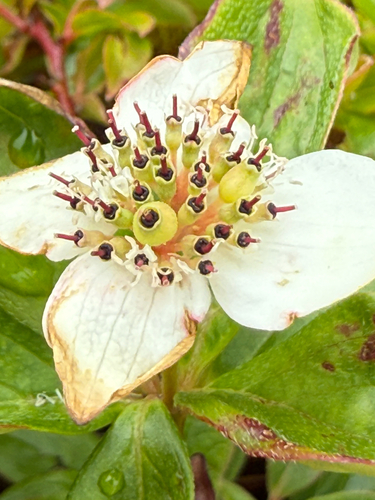 Canadian bunchberry (Cornus canadensis)